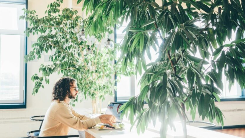 Biophile Büroplanung : Integration von Natur